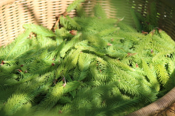 Edition limitée "Balade en Forêt" - Ecrin Expérience – Image 8
