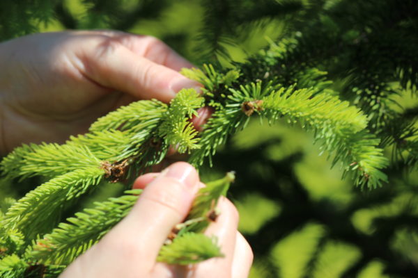 Edition limitée "Balade en Forêt" - Ecrin Expérience – Image 5