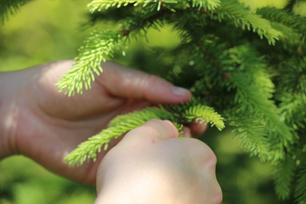 Edition limitée "Balade en Forêt" - Ecrin Expérience – Image 6