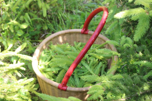 Edition limitée "Balade en Forêt" - Ecrin Expérience – Image 3